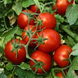 Насіння томатів Чіблі F1 Syngenta Садиба 20 шт - купити | Good Harvest