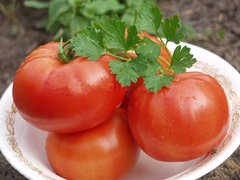 Насіння томатів Полбіг F1 Bejo Zaden 100 шт 11.0623 фото