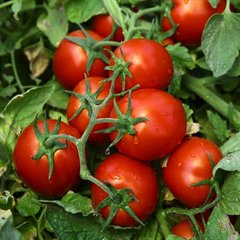 Насіння томатів Чіблі F1 Syngenta Садиба 20 шт 11.2066 фото