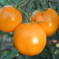 Семена томатов Голд Кемел безрассадный Агромакси 0,4 г 11.1316 фото