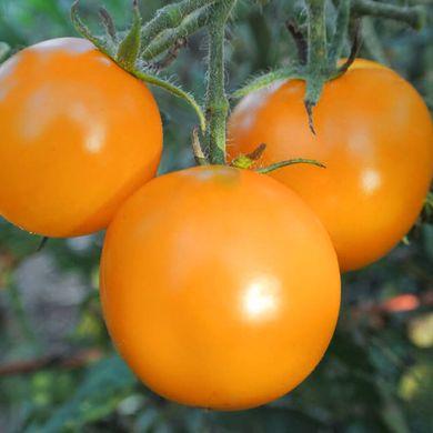 Насіння томатів Голд Кемел безрозсадний Агромаксі 0,4 г 11.1316 фото