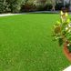 Насіння газонної трави Світлолюбний Сімейний Сад 400 г