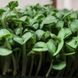 Семена микрозелени Базилик зеленый 10 г