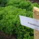 Насіння салату листового Експедішн Саланова Rijk Zwaan Агропак драже 100 шт
