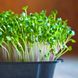 Яркий Акцент базилик+салат+редька набор для выращивания микрозелени