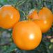 Насіння томатів Голд Кемел безрозсадний Агромаксі 0,4 г