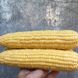 Насіння кукурудзи Оватона F1 Clause суперсолодка 20 шт