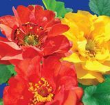 Насіння гравілату Аурелія суміш Gl Seeds 0,1 г купити | Good Harvest