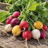 Насіння редиса Великоднє Яйце Сонячний Березень 3 г 11.3414 фото