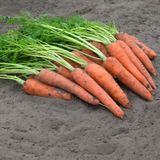 Насіння моркви Віта Лонга Яскрава 10 г - купити | Good Harvest