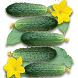 Семена огурцов Немецкий стандарт Солнечный март 20 шт - купить | Good Harvest