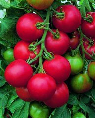 Насіння томатів Толстой F1 Bejo Zaden 100 шт 11.0627 фото