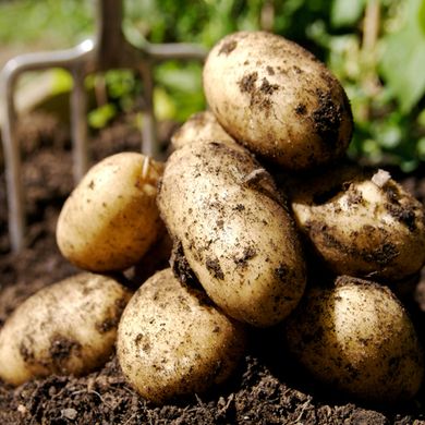 Насіння картоплі Фермер 0,01 г 11.1032 фото
