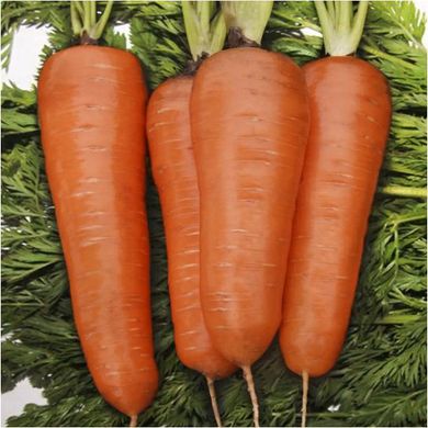 Насіння моркви Курода Шантане United Genetics Профсемена 1 г 11.2804 фото