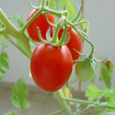 Насіння томатів Шарада Satimex Садиба 5 г 11.2068 фото