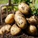 Насіння картоплі Фермер 0,01 г