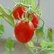 Насіння томатів Шарада Satimex Садиба 5 г