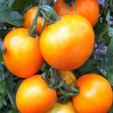 Насіння томатів Персик Яскрава 0,1 г - купити | Good Harvest