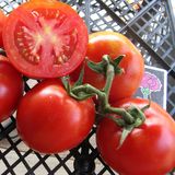Насіння томатів Загадка 0,1 г - купити | Good Harvest