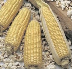 Семена кукурузы попкорн Динамит Солнечный Март 10 г 11.3090 фото