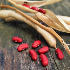 Семена фасоли на зерно Рубиновая Звезда кустовая Яскрава 20 г 11.1604 фото