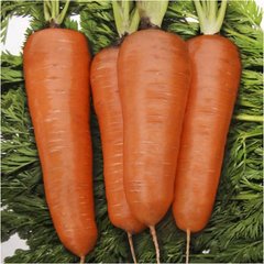 Насіння моркви Курода Шантане United Genetics Профсемена 10 г 11.2805 фото