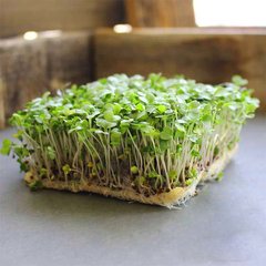 Семена микрозелени Кольраби 10 г 19.0218 фото