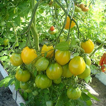 Семена томатов Лимон-Лиана 25 шт 11.2491 фото