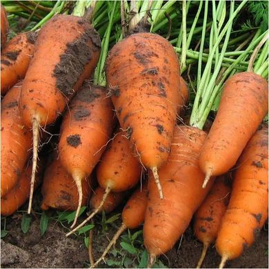 Семена моркови Курода Шантане United Genetics 10 г 11.2805 фото