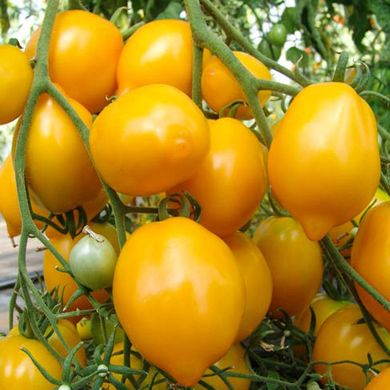 Насіння томатів Лимон-Ліана 25 шт 11.2491 фото