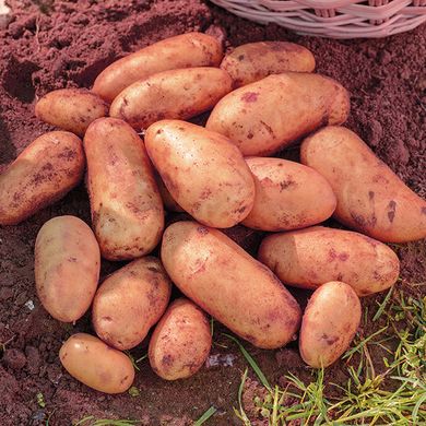 Насіння картоплі Краса 0,01 г 11.1026 фото