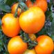 Насіння томатів Персик Яскрава 0,1 г