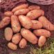Семена картофеля Краса 0,01 г