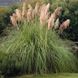 Семена Пампасная трава (Cortaderia selloana) Legutko 0,02 г
