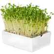 Насіння зелені Насіння мікрозелені — купити в інтернет магазині Good Harvest
