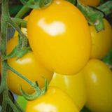 Насіння томатів Де Барао золотий 0,1 г - купити | Good Harvest