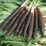 Насіння скорцонери Дуплекс чорний корінь GL 0,5 г - купити | Good Harvest