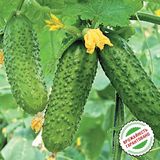 Насіння огірків Анніка F1 Satimex Садиба 10 шт - купити | Good Harvest