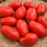 Насіння томатів Кібіц Gl Seeds 3 г - купити | Good Harvest