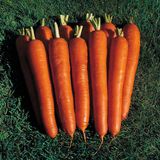 Насіння моркви Імператор Gl Seeds 20 г - купити | Good Harvest
