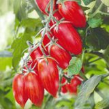 Насіння томатів Райські свічки 0,1 г - купити | Good Harvest