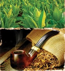 Семена табака Тернопольский Перспективный 0,1 г 19.0385 фото