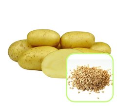 Насіння картоплі Тріумф Агромаксі 0,01 г 11.1031 фото