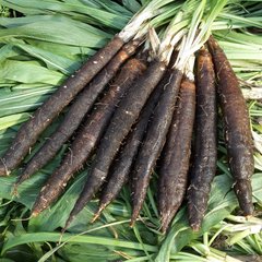 Семена скорцонеры Дуплекс черный корень GL 0,5 г