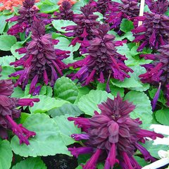 Семена сальвии пурпурно-фиолетовой Legutko 0,2 г 10.1111 фото