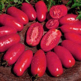 Семена томатов Балерина Gl Seeds 0,1 г 11.2268 фото