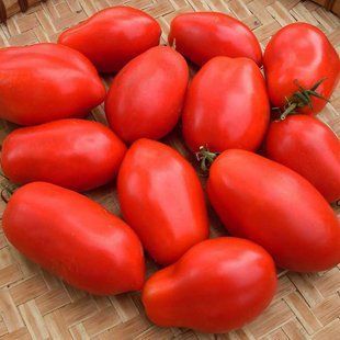 Семена томатов Кибиц Gl Seeds 3 г 11.3041 фото