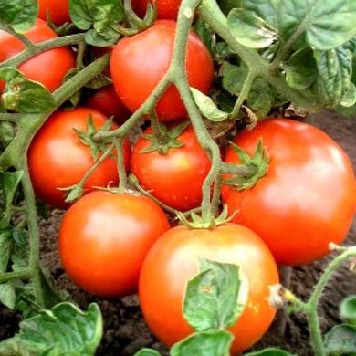Насіння томатів Загадка Gl Seeds 3 г 11.1324 фото
