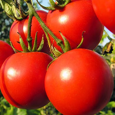 Насіння томатів Дар Заволжя червоний Агромаксі 3 г 11.2259 фото