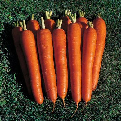 Насіння моркви Імператор Gl Seeds 20 г 11.1836 фото